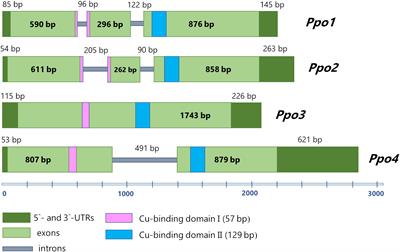 Polyphenol oxidase genes in barley (Hordeum vulgare L.): functional activity with respect to black grain pigmentation